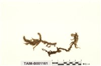 藏品(擬垂枝苔)的圖片